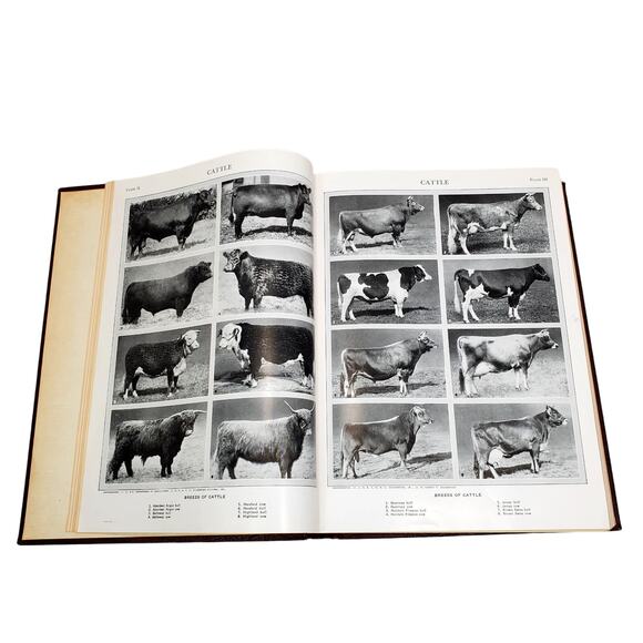 1959 Edition Encyclopedia Britannica Vtg HC Volume 5 CASTIR to COLE Educational - Picture 7 of 9